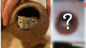 Животные с канала Хомки.