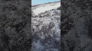 Горная охота на фазана