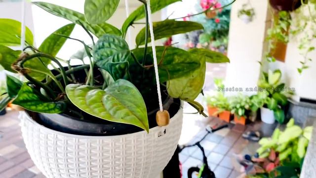 Indoor plants Tour Malayalam / Indoor plants care / Sit out plant arrangements/ sit out Makeover