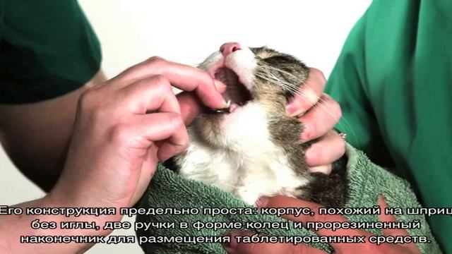 Как дать кошке таблетку, если она выплевывает смотреть онлайн