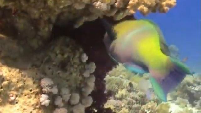 Voodoo Divers, Hurghada Egypte, juli 2008 смотреть онлайн