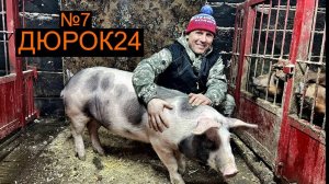 Nº7 Пьетрен(Макстер) в
нашем хозяйстве!!!