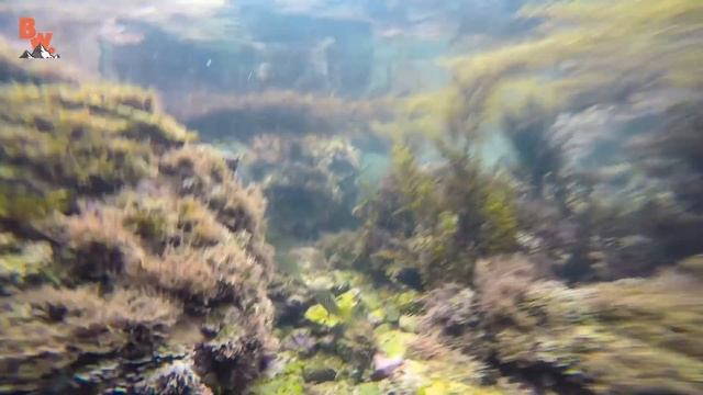 СОЗДАЕМ ПРИЛИВНОЙ АКВАРИУМ / Койот Питерсон на русском смотреть онлайн