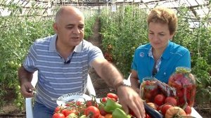 Отвечаем на ВСЕ вопросы: ВКУСНЫЙ ГИБРИД ТОМАТ СЕВЕРЕНОК