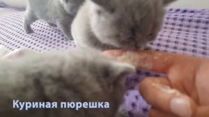 #115 Чем кормить котят  чтобы они были здоровы и счастливы (#британские #кошки #happy #cats)