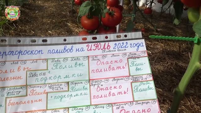 Как правильно поливать помидоры в знойную жару