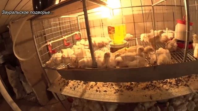Посадка цыплят в новую клетку Клетка для цыплят бройлера своими руками смотреть онлайн