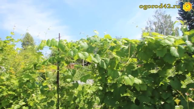 Возвышенный над землей парник, часть 2 смотреть онлайн