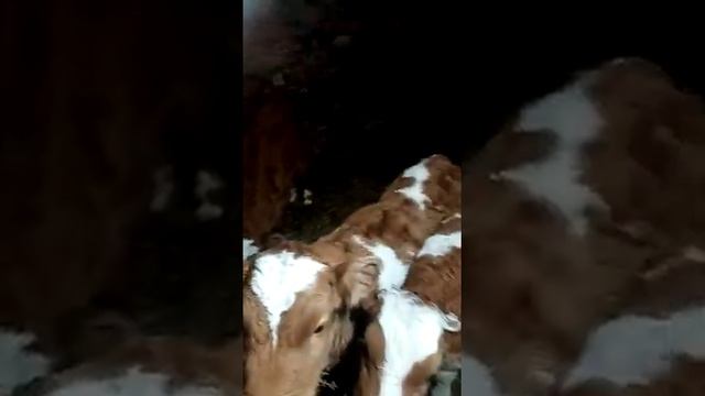 Бычки симменталы на продажу смотреть онлайн