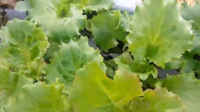 Аэропоника своими руками. Часть 4. Макет(Продолжение) смотреть онлайн