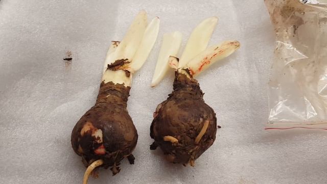 Гиппеаструм по почте смотреть онлайн