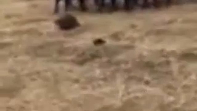 Вот что бывает когда молодым тёлкам не хватает быка ( Бобёр - Казанова) смотреть онлайн