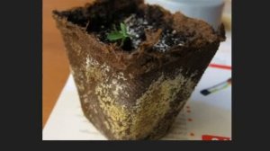 Серамис против торфа. Идеальный грунт для фиалок