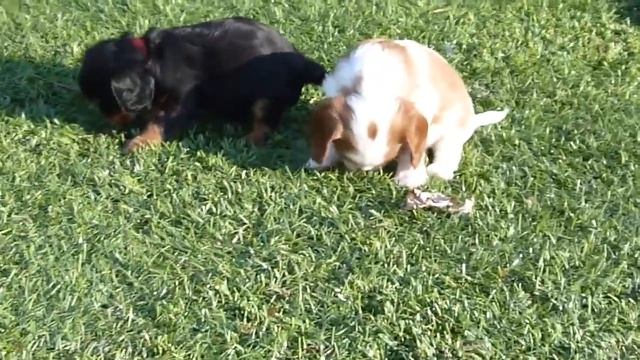 Cavalier King Charles Spaniel Puppies - From Birth To 10 Weeks Of Age ... In Just 11 Minutes! смотреть онлайн