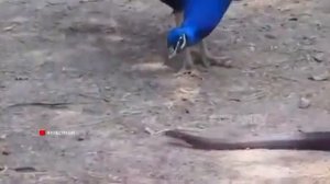 ПОЧЕМУ АЛЛАХ ИЗГНАЛ ИЗ РАЯ ЗМЕЮ И ПАВЛИНА - _islam__video_