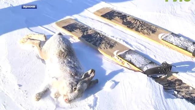 В Самаре проходит сезон охоты на водоплавающую и боровую дичь смотреть онлайн