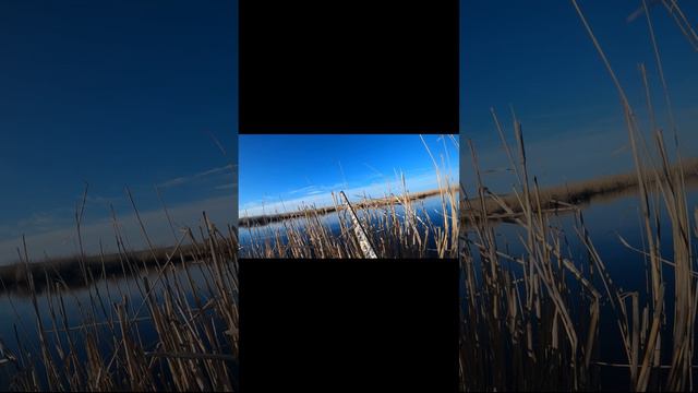 #охота#утки#выстрел#весна