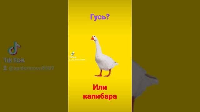 гусь или капибара