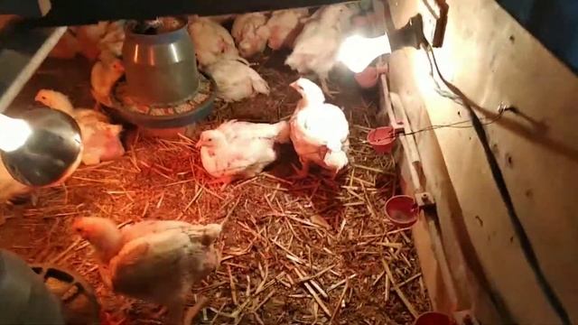 Мини обзор загона для курочек КОББ 500 смотреть онлайн