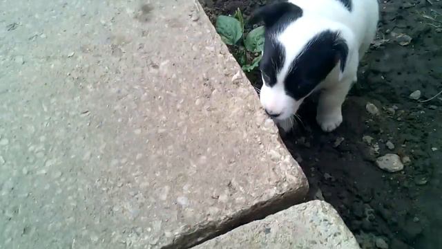 Девочка Джек Рассел, ч\б, 12 июня 17 г. смотреть онлайн