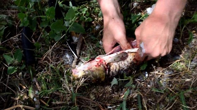 ЖАРИМ САЗАНА НА БЕРЕГУ РЕЧКИ, ПРОСТО СКАЗКА!!! РЫБАЛКА В ДАГЕСТАНЕ,КИЗЛЯРСКИЙ РАЙОН.