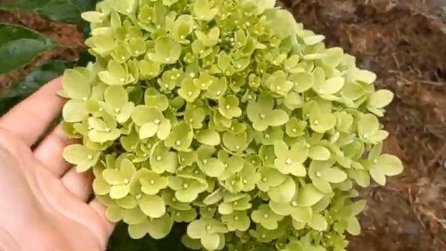 Будьте внимательны! Муха минер. Как бороться!? смотреть онлайн