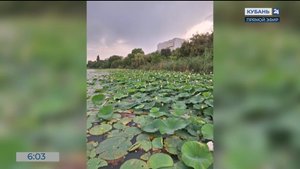 В Краснодарском крае начался сезон цветения лотосов