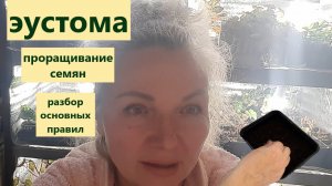 Правила проращивания семян и содержания проростков эустомы до пикировки.