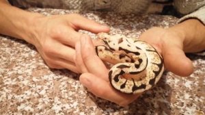 Королевский питон распаковка