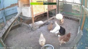 Курятник. Жизнь в курятнике. Можно покормить онлайн. Chicken coop stream. Online feed