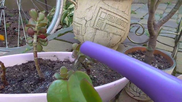 Денежное дерево Пересадка с открытого грунта смотреть онлайн