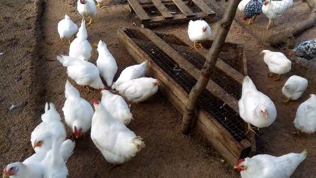 Мини мясные белые (молодежь) в ЛПХ Ко-Ко-Ко® смотреть онлайн