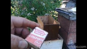 Как отыскать матку в пойманном рое
