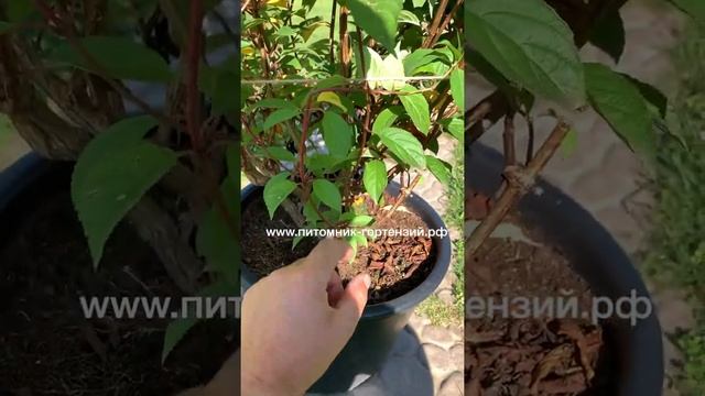 Гортензия метельчатая (Hydrangea paniculata `Vanille Fraise`) Ванилла Фрайз, Клубника со Сливками