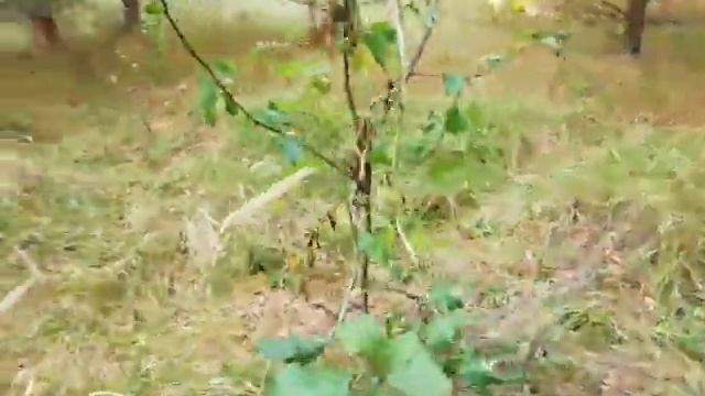 Ускорение срока созревания груши и яблони (эксперимент) + садовые мысли смотреть онлайн