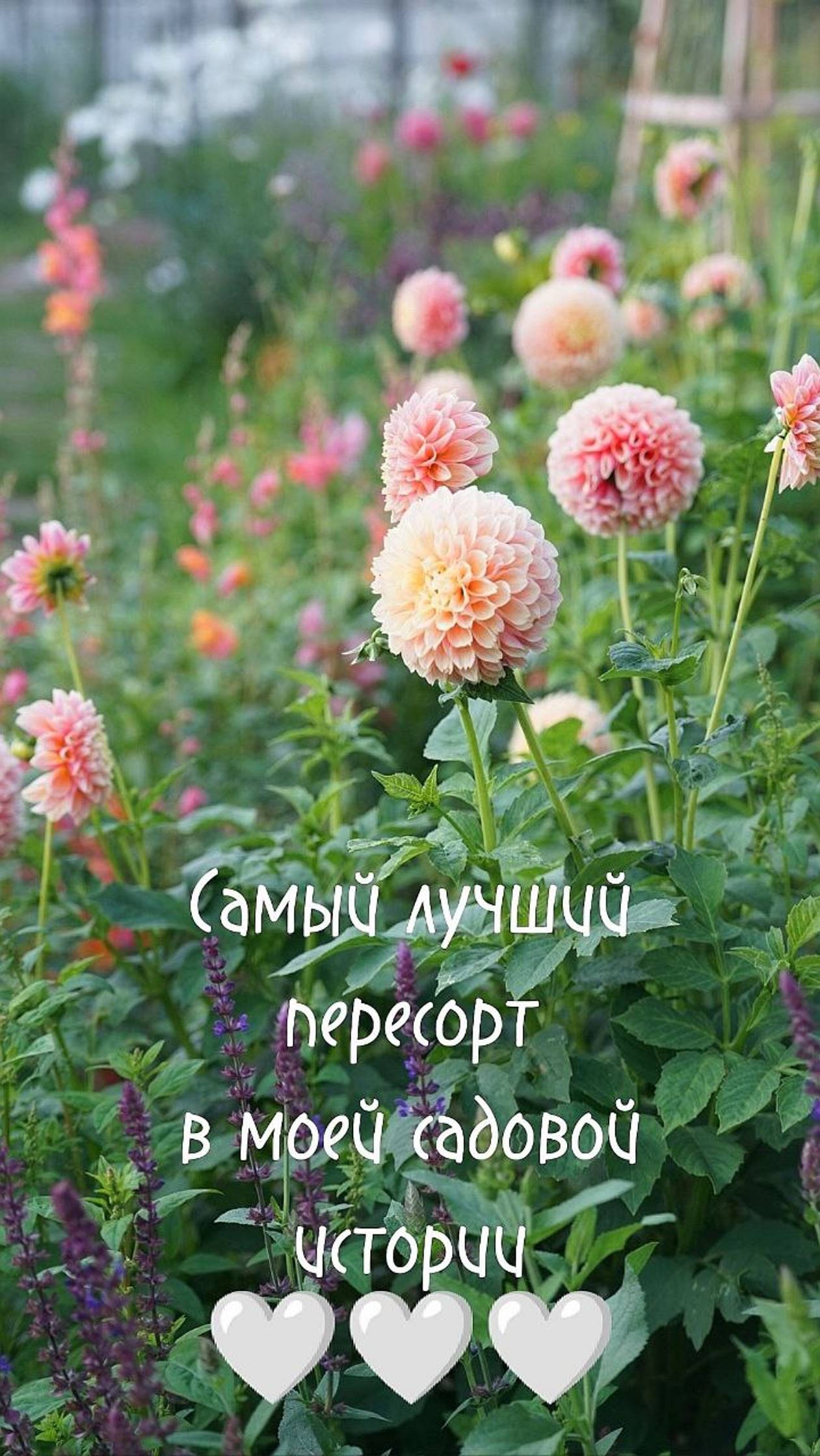 САМЫЙ ЛУЧШИЙ ПЕРЕСОРТ В МОЕЙ САДОВОЙ ИСТОРИИ 🤍🤍🤍 смотреть онлайн