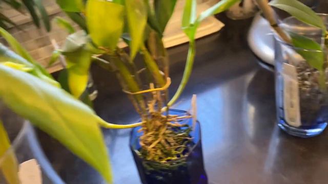 Spikes are in bloom and Dendrobium update смотреть онлайн