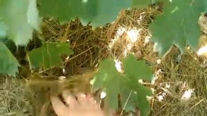 Обзор виноградника Август 2017 (часть 7) #Низина, #Благовест