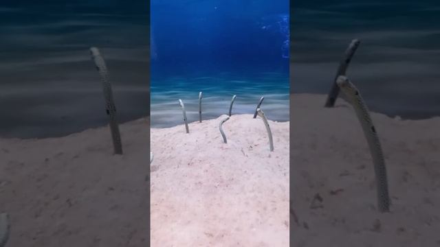 Москва. ВДНХ. Москвариум. смотреть онлайн