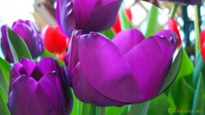 Flowers tulips. Красивые цветы тюлmпаны
