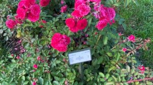 Розы в саду 2022. Розы Германии. Обзор местных роз в розовом саду в Баден-Баден.