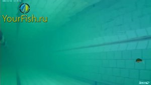 Обзор воблера Yo-Zuri L-minnow в воде/Overview of the Yo Zuri L minnow in the water