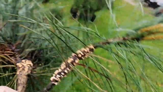 гриб Ржавчина Gymnosporangium на сосне и можжевельнике май 2022 ~01 смотреть онлайн