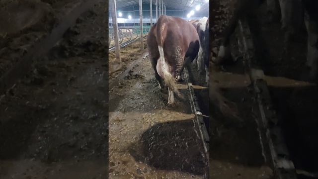 Информация о породе Монбельярд (Симментал).