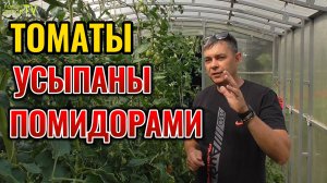 🚫🍅 Забудьте о Болезнях Томатов: Мощная Защита и Подкормка для Богатого Урожая без Нитратов!