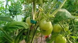 Ожаровские малиновые