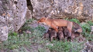 Сколько лисят может быть у одной лисы? Новый мировой рекорд!?