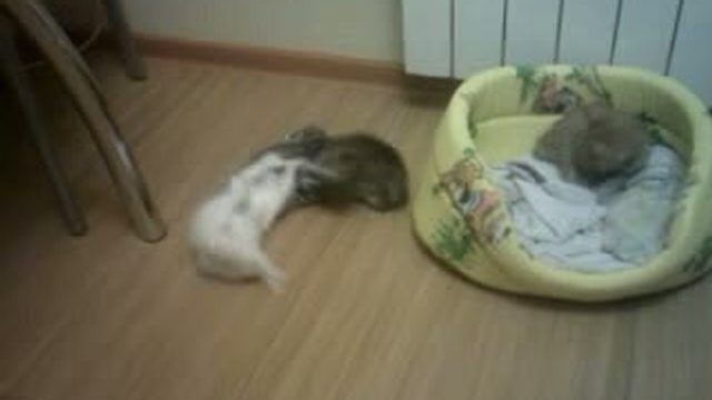 Котята