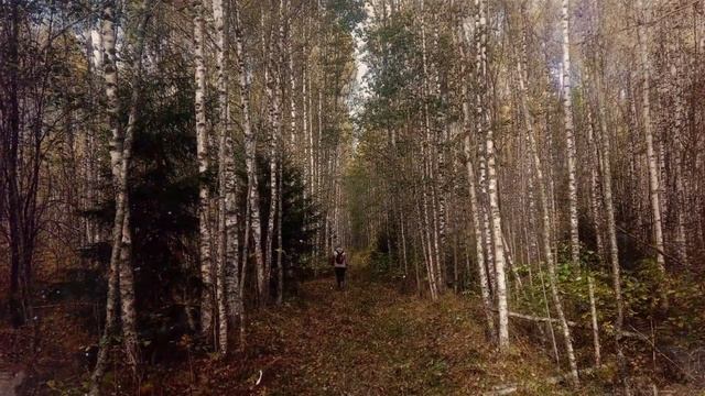 Деревня Медведки смотреть онлайн