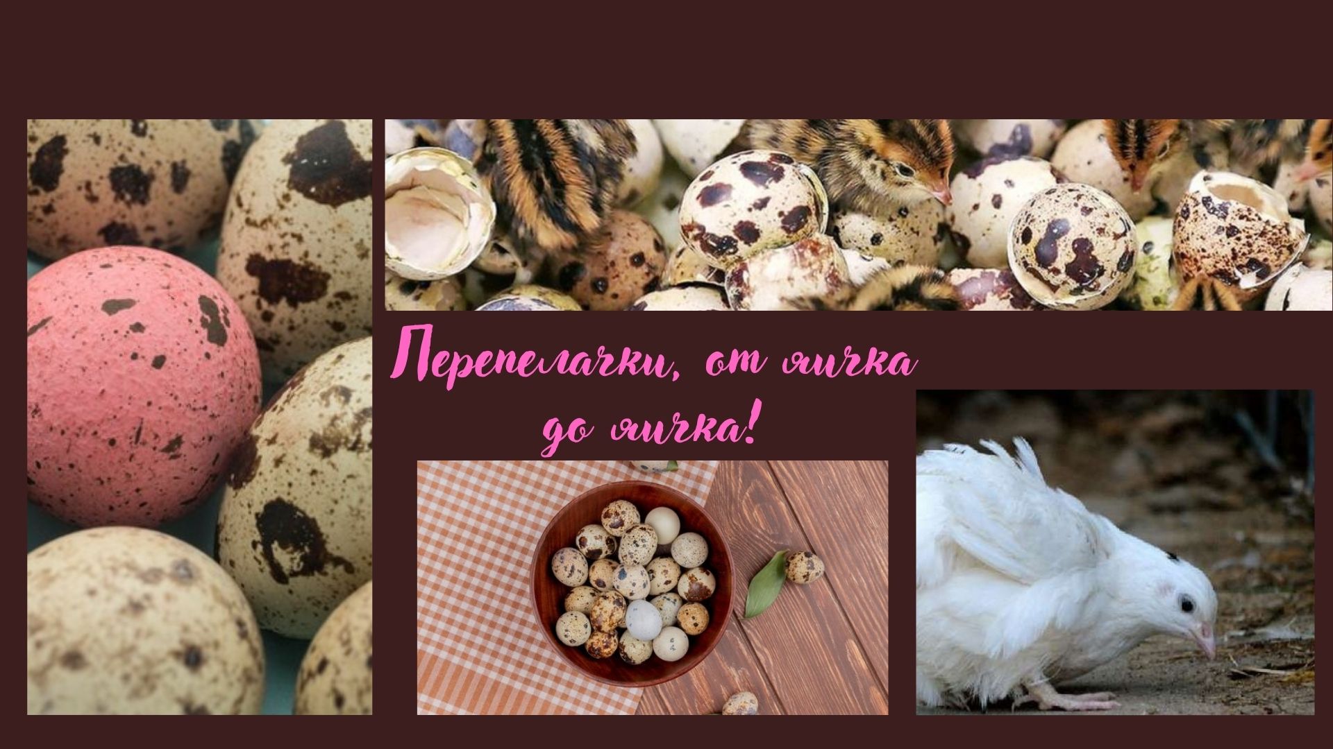 Вылупление цыплят.
